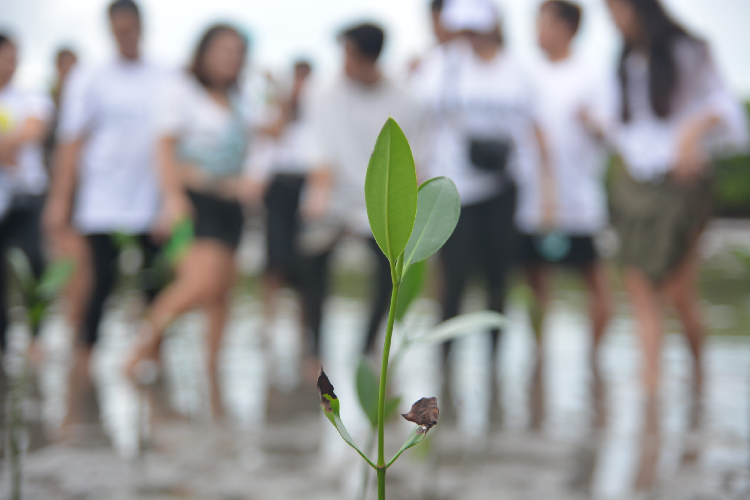 2MC Mangrove Planting Initiative in Olango Island